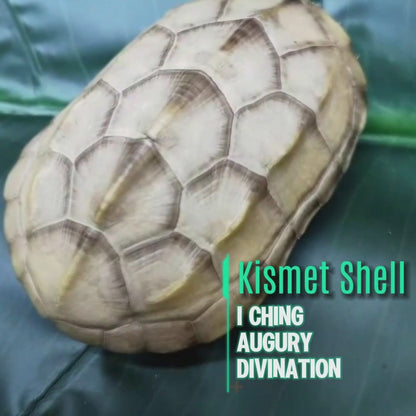 【Kismet Shell】Taoist Talisman; I Ching Divination tool;  White Tortoise Oracle Shell